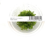 ADA 黄松尾 Rotala nanjean IC400